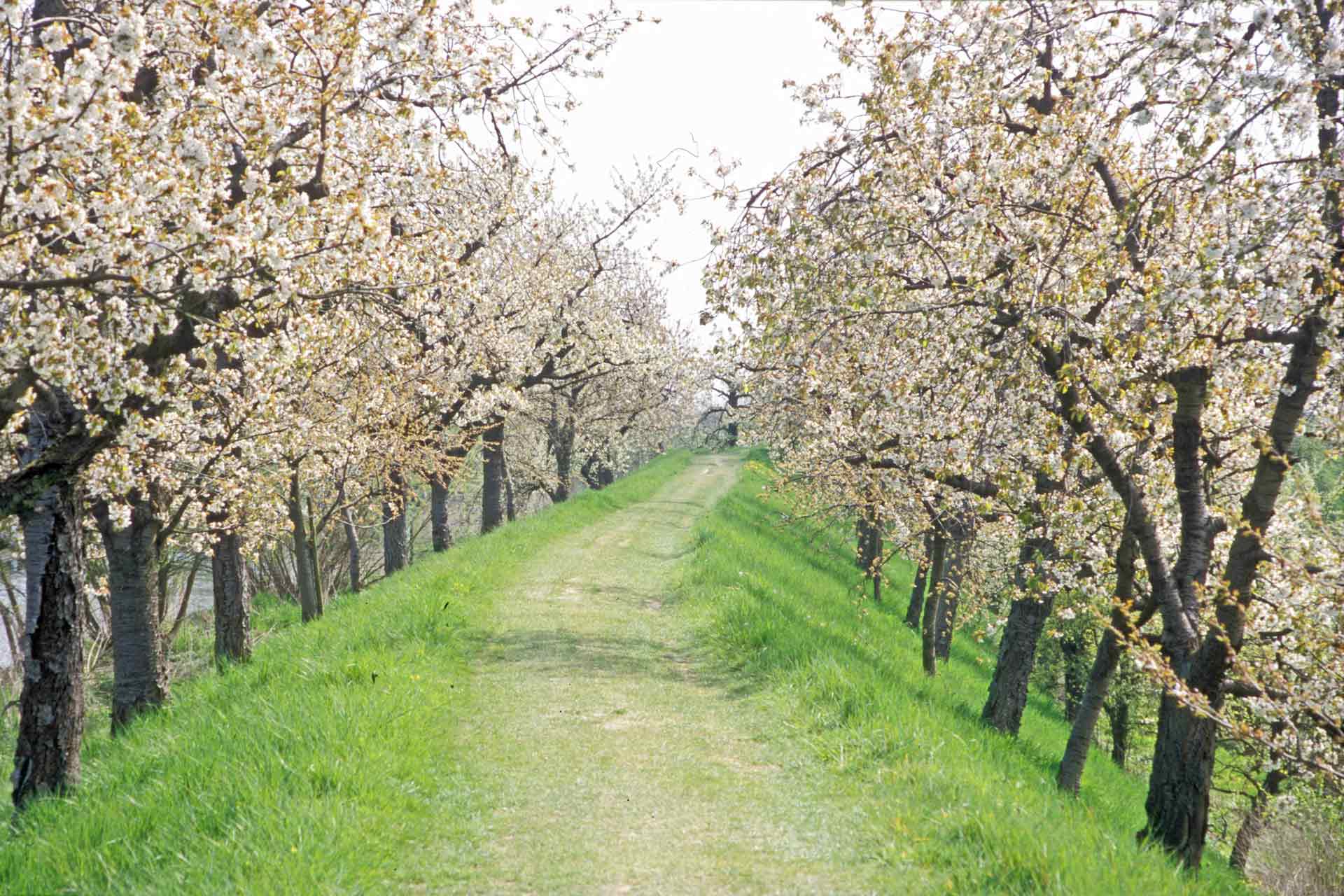 Beautiful every spring: blossoming of fruit trees in the Altes Land